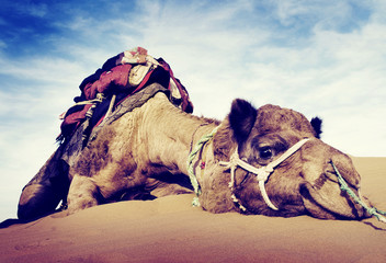 Animal Camel Desert Resting Concepts