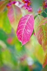 Beautiful autumn background is with the sprig of spindle tree