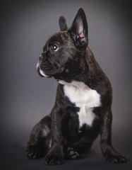dog pppy french bulldog