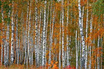 Herbstlicher Birkenhain als Hintergrund