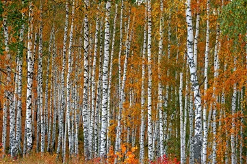 Foto auf Acrylglas Birkenhain Herbstlicher Birkenhain als Hintergrund
