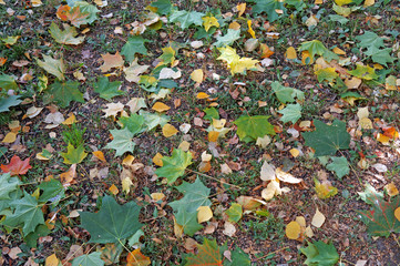 Fallen maple leaves green and yellow birch leaves as a backgroun