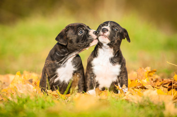 American staffordshire terrier puppies kissing in autumn