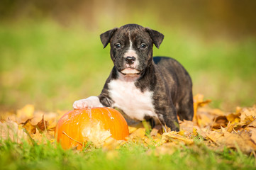 American staffordshire terrier puppy playing with pumpkin