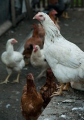 Poultry farming