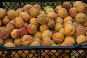 Ripe apricots are in a box
