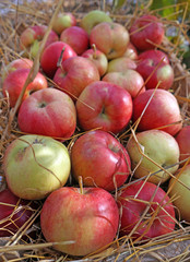 Apples closeup on straw
