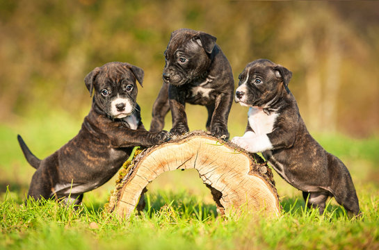 American staffordshire terrier puppies playing in the yard