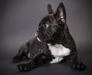 small dog french bulldog