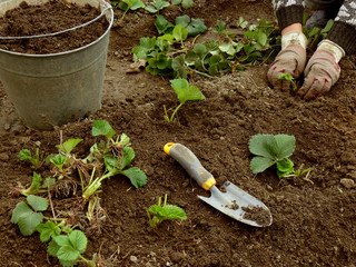 planting young strawberry plants grown from runners