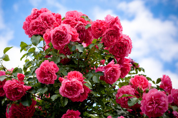 Red rose bush under blue sky