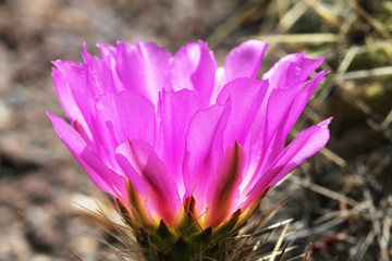 Fototapeta premium KAKTUS_447_echinocereus_cinarescens_ehrembergii