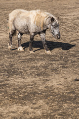 Fototapeta premium pony