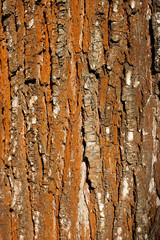 Rusty tree bark