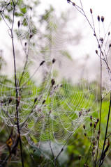 Herbst: Spinnennetz mit Morgentau :)