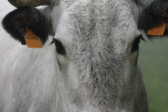 Portrait de vache gasconne