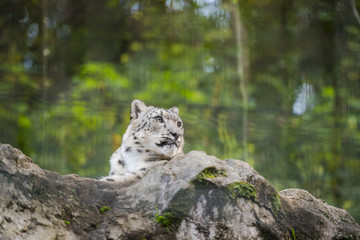 Fototapeta premium Snow leopard