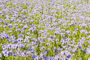 Field of purple flowers and green foliage