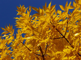 ash-tree twigs with fall golden leaves