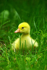 gosling in grass