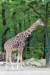 TIERE_1998_Rothschildgiraffe