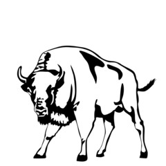 black and white aurochs vector illustration