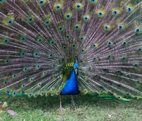 Fotobehang Peacock © Pakhnyushchyy