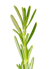 rosemary