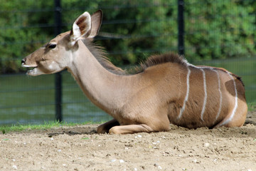 TIERE_2043_grosser_Kudu