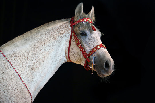 Fleabitten grey  thoroughbred horse portrait
