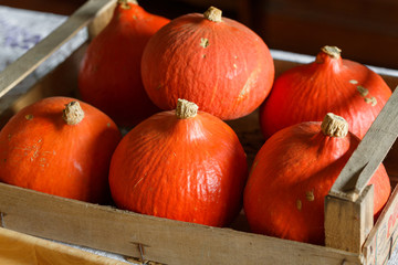 Hokkaido pumpkins zucca di Hokkaido