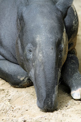 Fototapeta premium TIERE_2054_Schabrackentapir