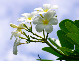 Frangipani flowers