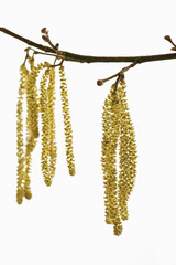 Hazel Kätzchen (Corylus avellana ) close-up