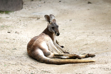 カンガルー