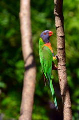 Australian Rainbow Lorikeet