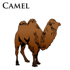 colored camel illustration