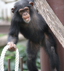 チンパンジーの子供