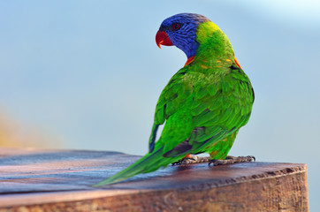 Australian Rainbow Lorikeet