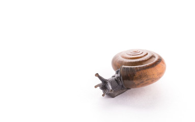 Snail