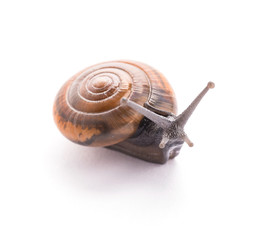 Snail