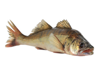 Large pike perch