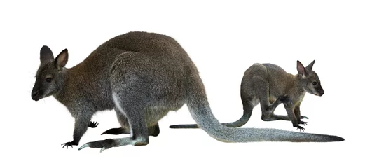 Crédence de cuisine en verre imprimé Kangourou Red-necked wallaby