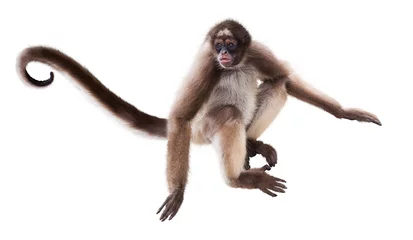 Photo sur Plexiglas Singe singe araignée à poil long