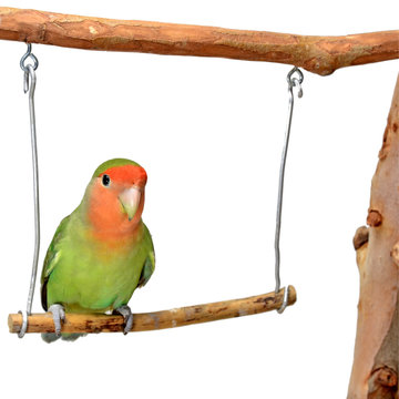 Agapornis roseicollis