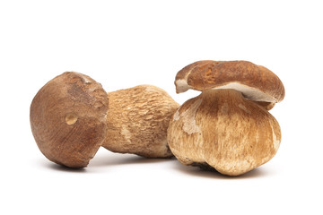 Two fresh mushrooms closeup on white background