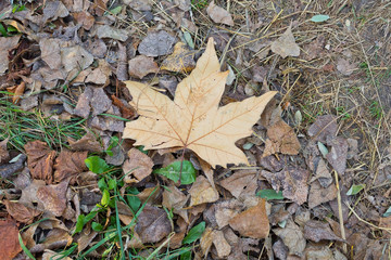 maple leaf of closeup, lying on the ground