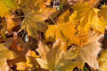 background of the fallen yellow maple leaves