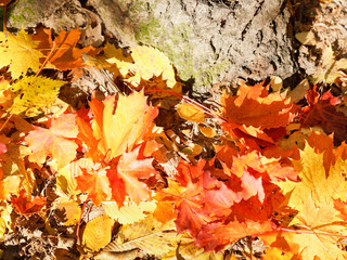 red and yellow maple leaves near tree