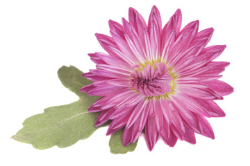 Красивый цветок с лепестком